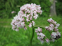 Beneficios de la valeriana