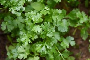 Contraindicaciones del cilantro