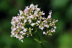 Contraindicaciones de la valeriana