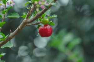 Contraindicaciones de la acerola