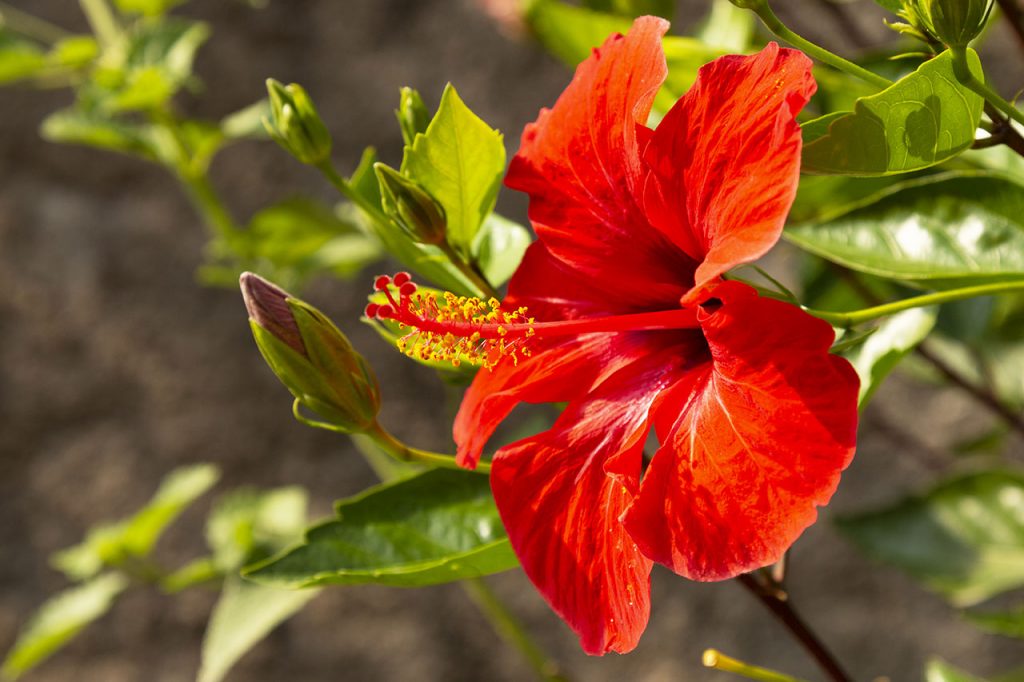 Hibisco beneficios y contraindicaciones