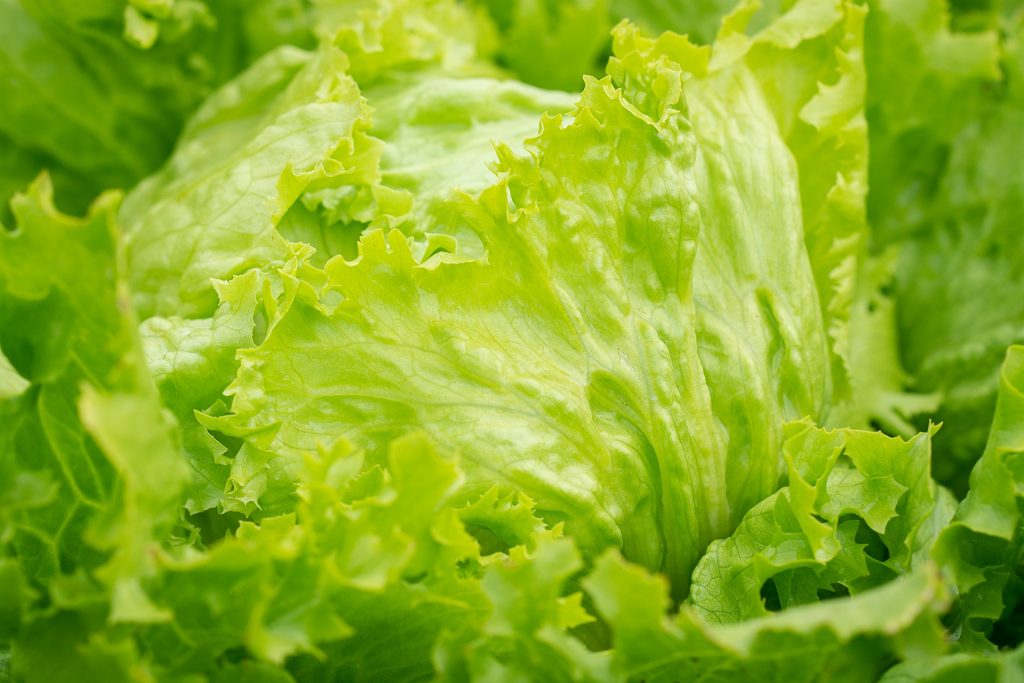 Lechuga: beneficios y contraindicaciones