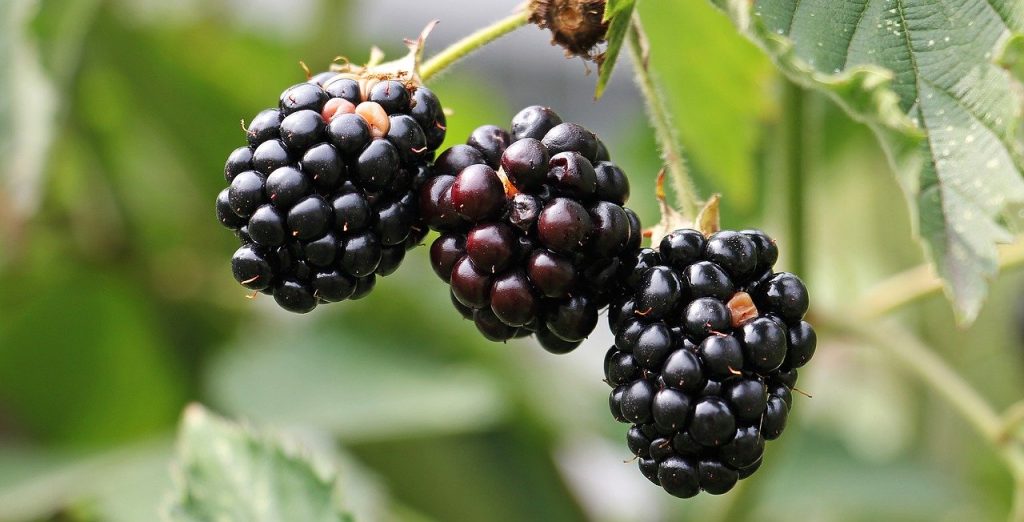 Benficios de las moras