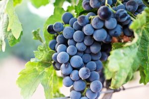 Beneficios de las uvas