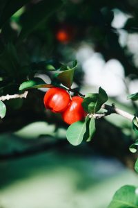 Beneficios de la acerola