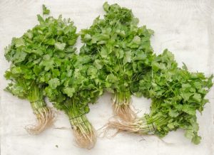 Contraindicaciones del cilantro