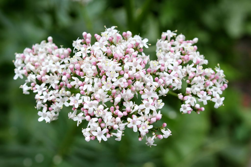 Valeriana: beneficios y contraindicaciones