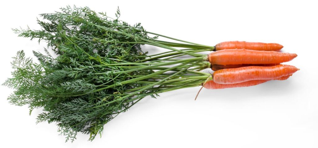 La zanahoria estriñe